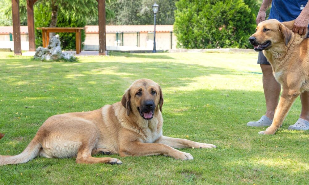 Residencia Canina Jagon