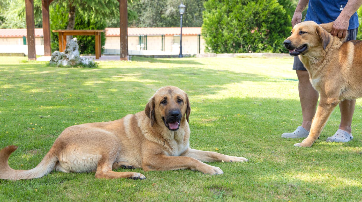 Slider perros