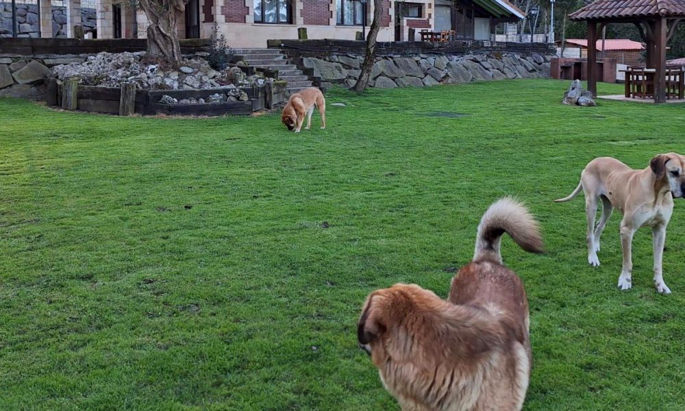 Residencia Canina Jagón