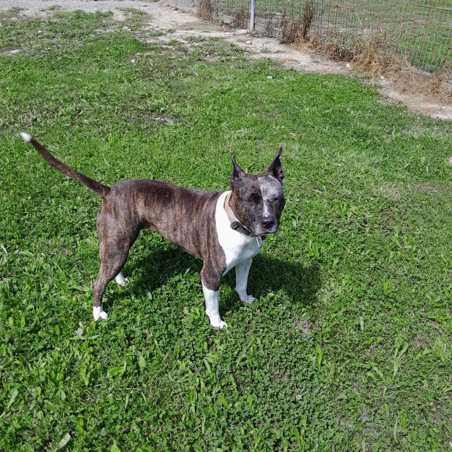 Residencia Canina Jagón