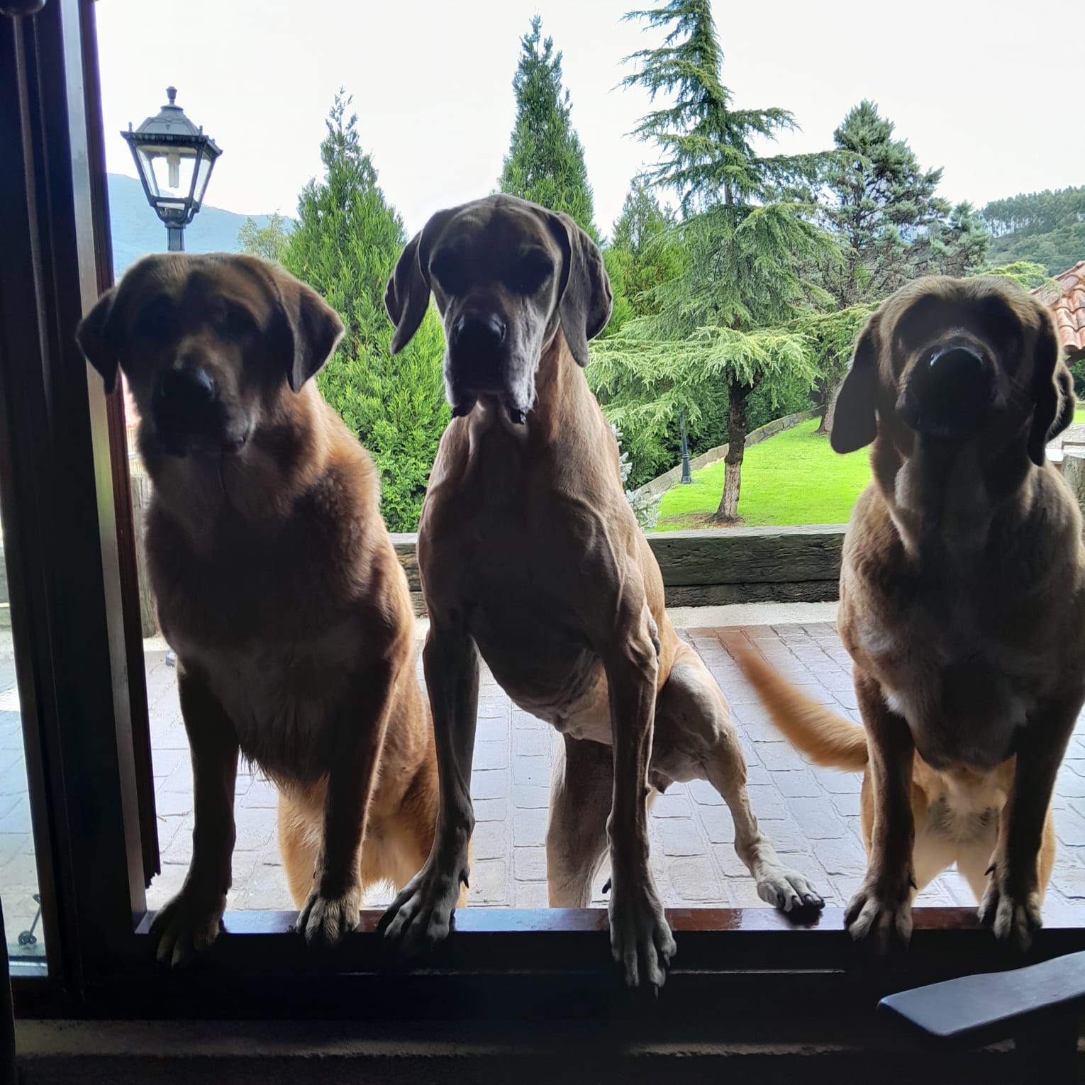 Residencia Canina Jagón