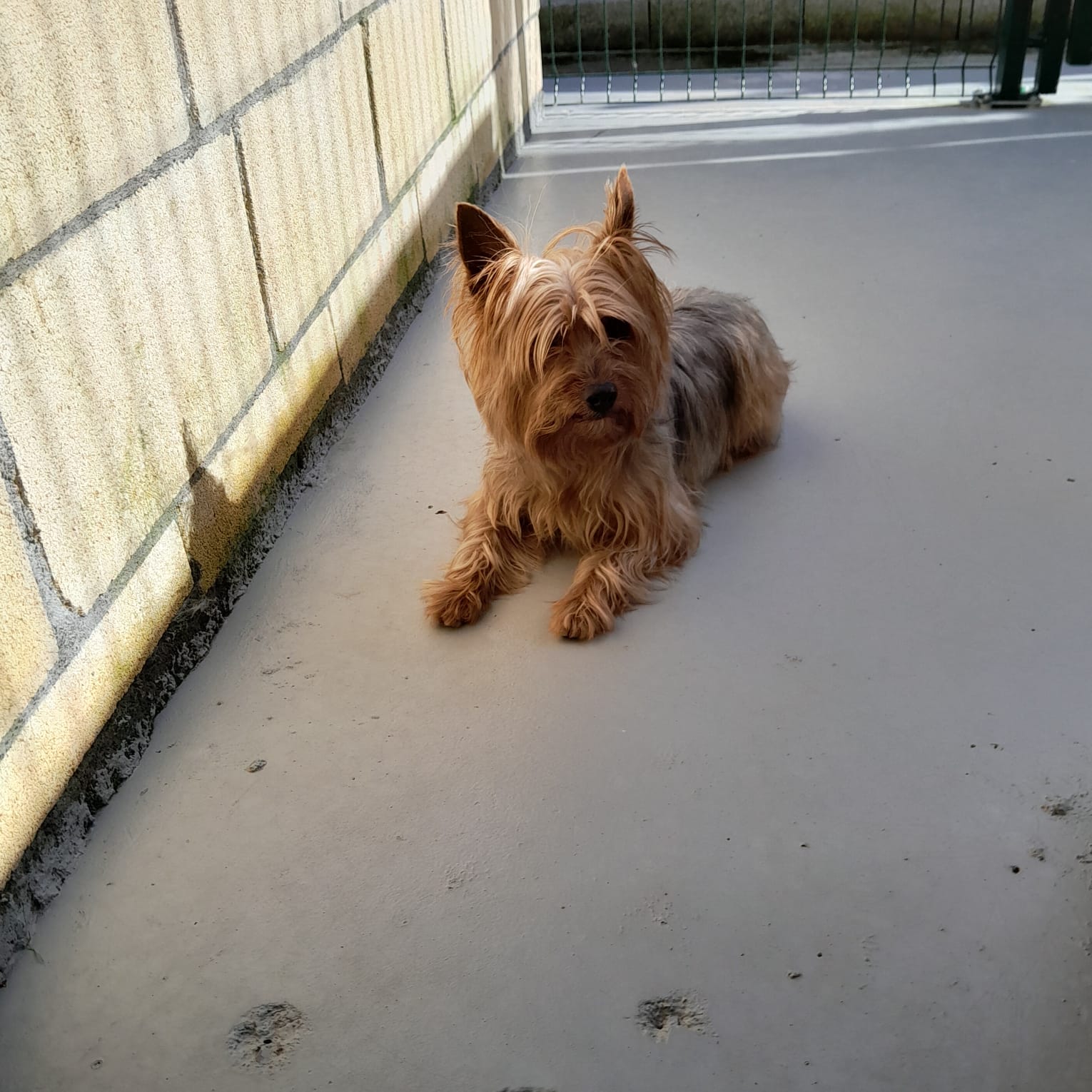 Residencia Canina Jagón