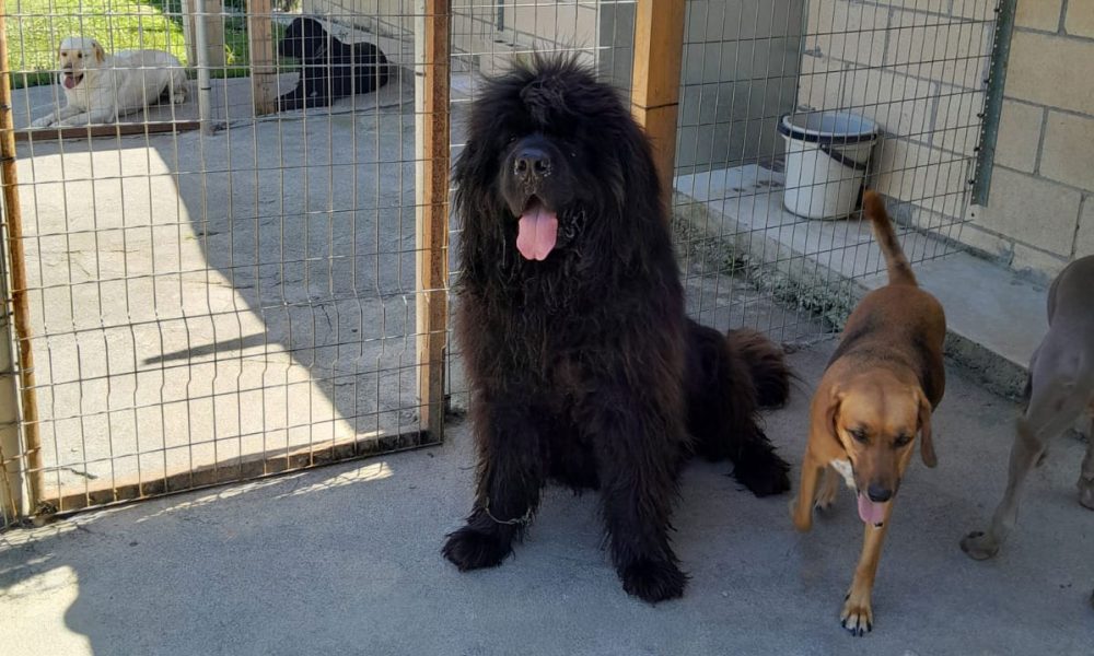 Residencia Canina Jagón