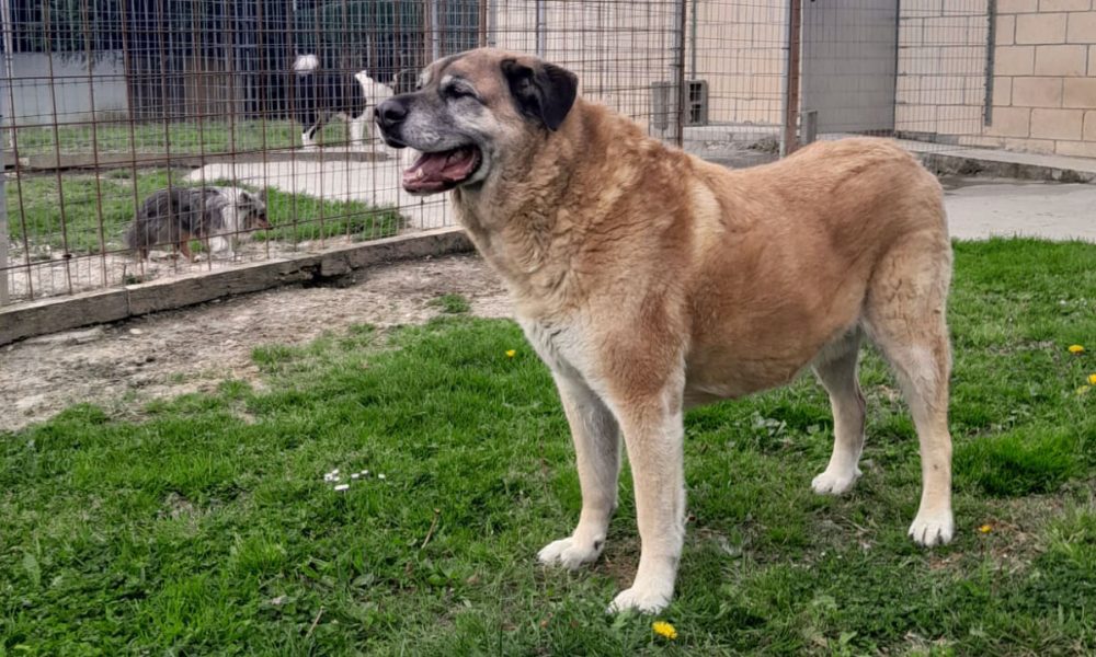 Residencia Canina Jagón